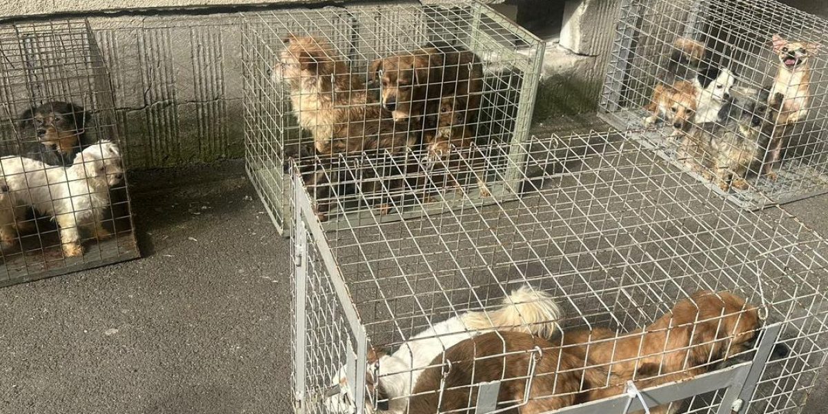 Apartament de groază în București: 25 de câini salvați din chinuri de ASPA