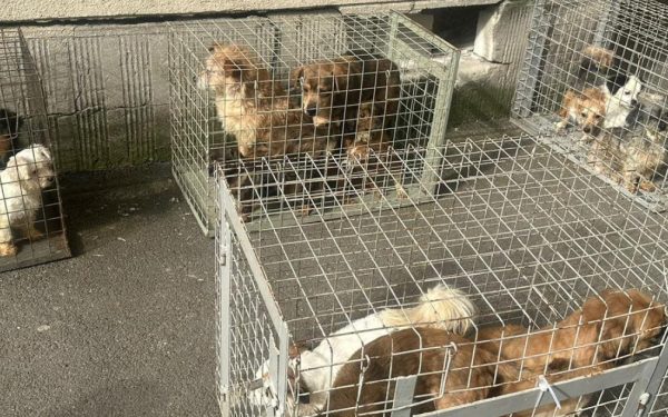 Apartament de groază în București: 25 de câini salvați din chinuri de ASPA