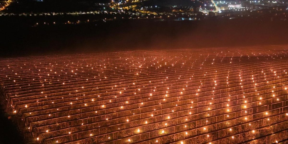 Pomi fructiferi sub asediu: 40.000 de euro arși pentru cireșe. De ce sunt scumpe