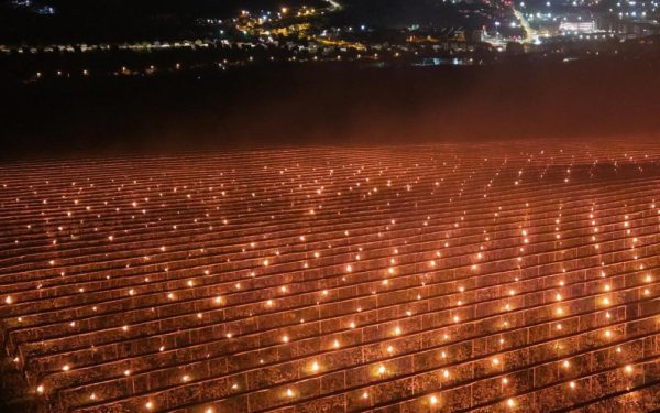 Pomi fructiferi sub asediu: 40.000 de euro arși pentru cireșe. De ce sunt scumpe