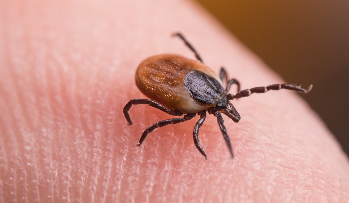 Cercetătorii francezi au descoperit un mecanism esențial prin care căpușele pot transmite boli periculoase, deschizând un nou drum în domeniul prevenirii acestor infecții