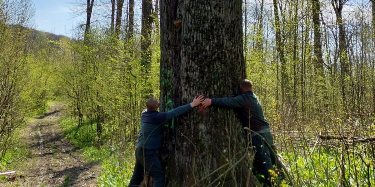 Diana Buzoianu salvează arborii seculari din jurul Iașiului: „Vor fi lăsați pentru biodiversitate”