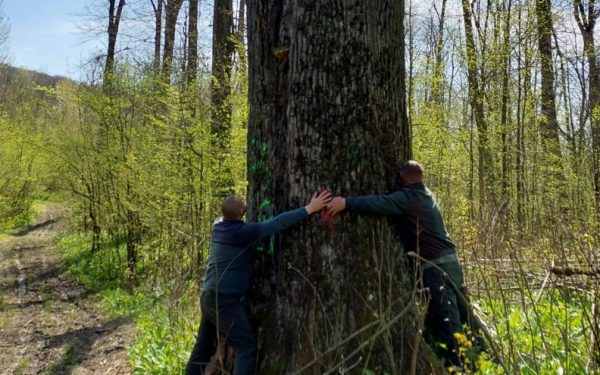 Diana Buzoianu salvează arborii seculari din jurul Iașiului: „Vor fi lăsați pentru biodiversitate”
