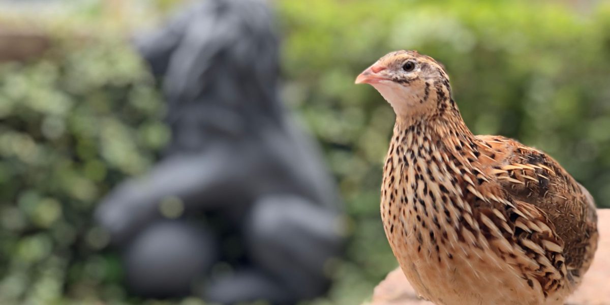 Ce riscă păsările care investesc totul în pui