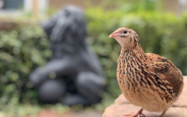 Ce riscă păsările care investesc totul în pui