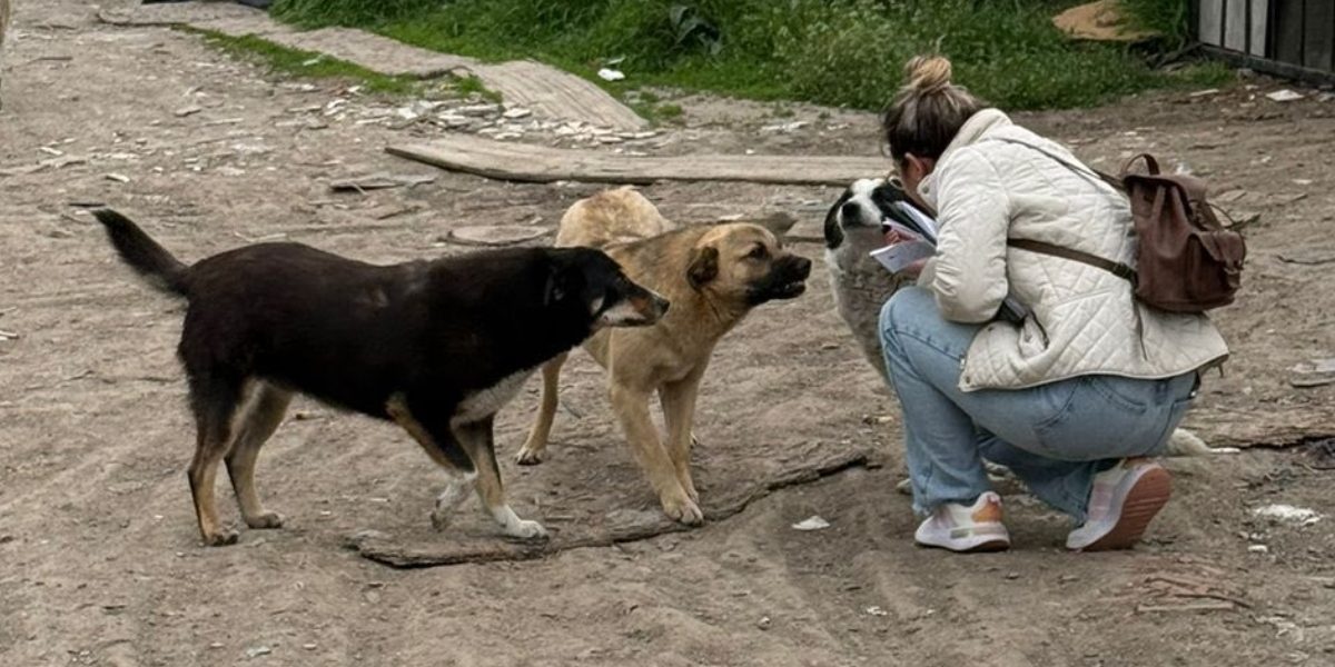 Ilfov: Sterilizări gratuite pentru câinii cu stăpân. Află în ce localități
