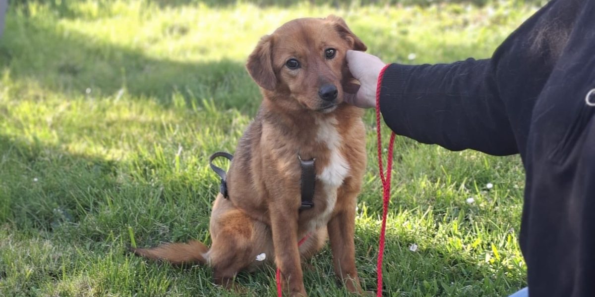 Ilfov oferă sterilizări gratuite canilor cu stăpân: Unde au loc campaniile