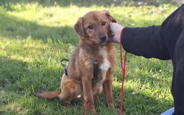 Ilfov oferă sterilizări gratuite canilor cu stăpân: Unde au loc campaniile