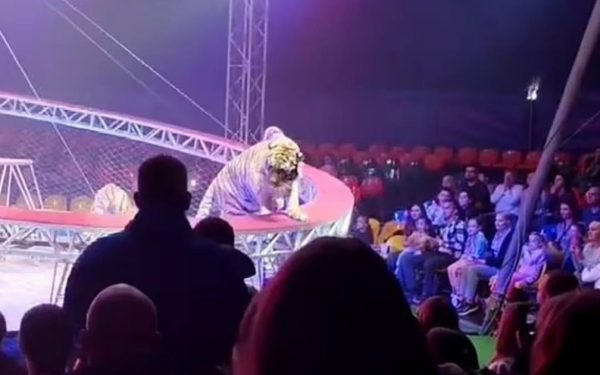 Tigru scăpat la un circ în Rusia: Copiii țipau, adulții fugeau de frică
