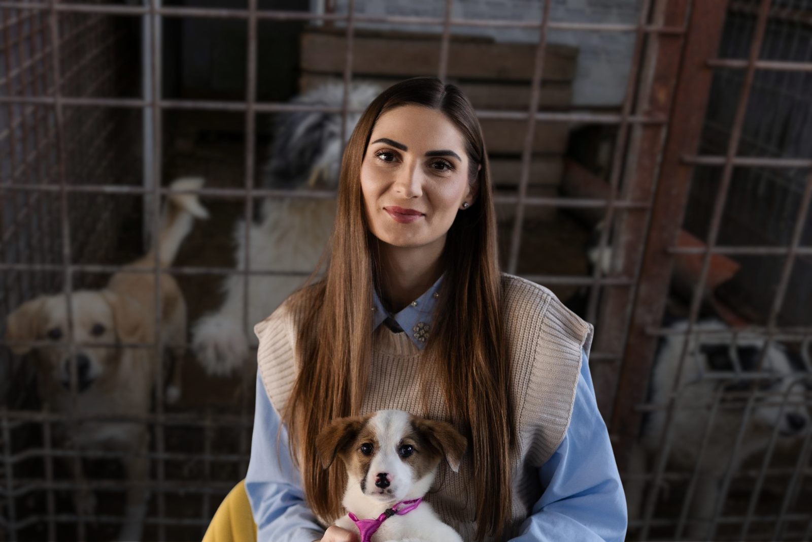 Scandalul legat de abatoarele de câini, precum cele din Suraia și Uzunu, a adus în prim-plan problemele sistemului de gestionare a animalelor fără stăpân din România