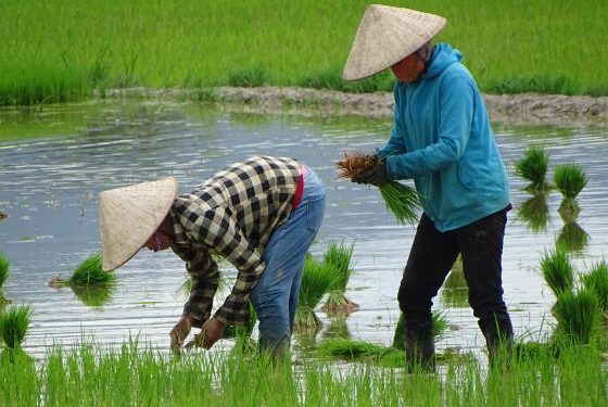 Criza combustibililor, efecte devastatoare: orezul asiatic, în pericol din cauza Iranului