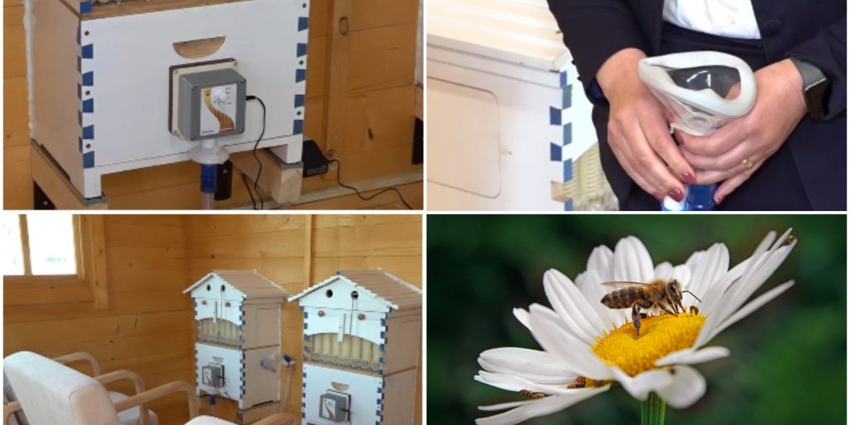 Apiterapie revoluționară în România: Județele unde te vindeci cu aer de stup