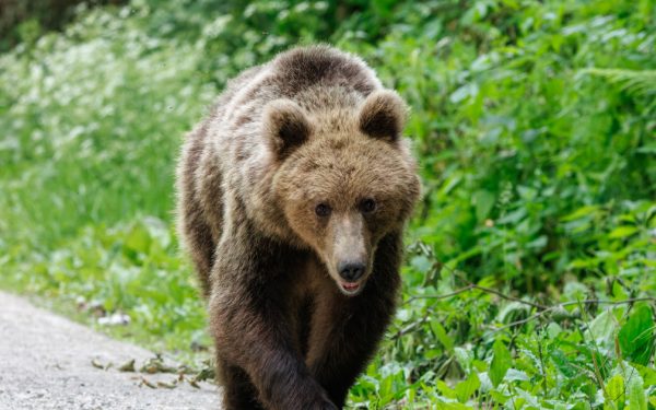 Urs împușcat ilegal în Brașov: Doi bărbați, reținuți după vânătoare cu termoviziune