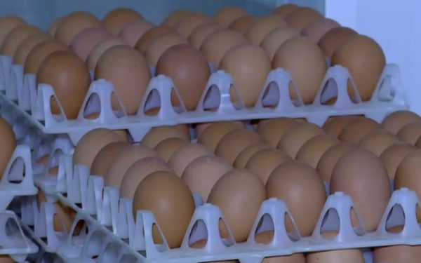 Ouă cu Salmonella pe piață: Retragere masivă în România, înainte de Sărbători