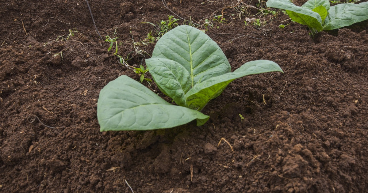 Un studiu recent publicat în revista Science Advances arată că un grup de cercetători a reușit să modifice genetic plante de tutun pentru a produce cinci compuși psihedelici, ingrediente care se găsesc în mod natural în ciuperci cu psilocibină, ayahuasca și broaște