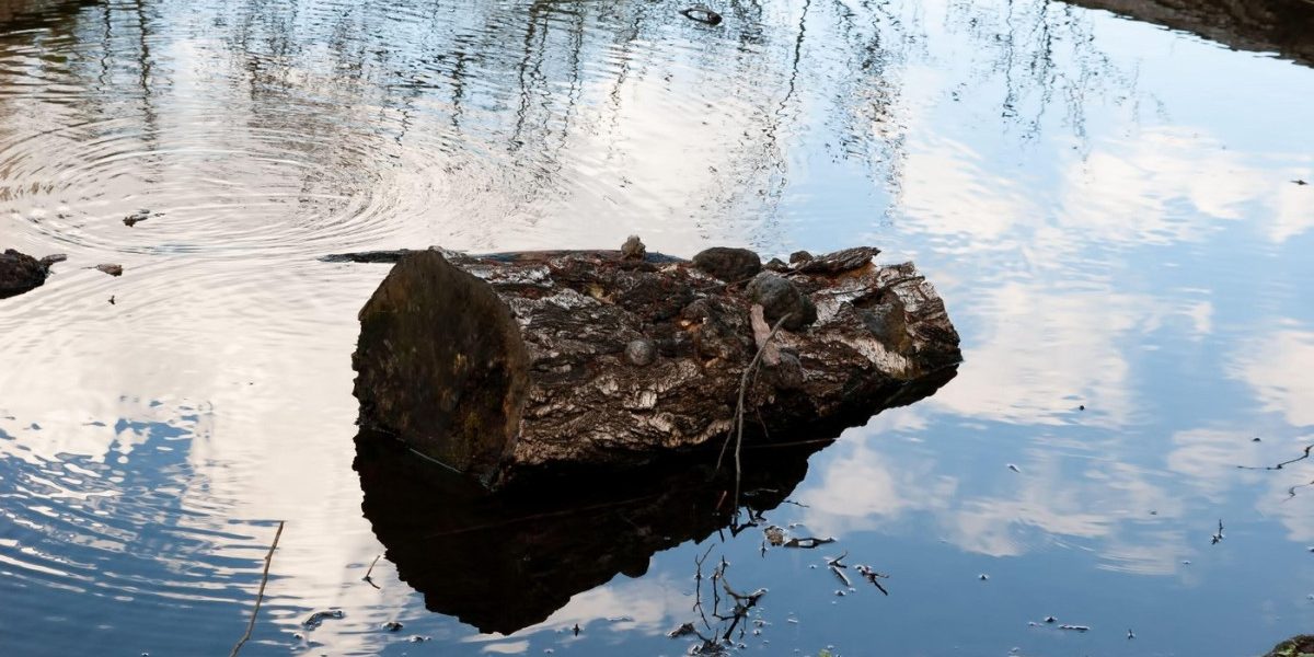 Oamenii preistorici, magicieni ai focului: flăcări cu lemne aduse de ape