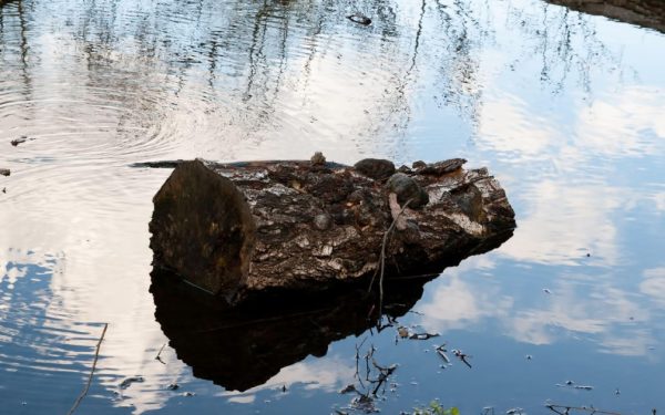 Oamenii preistorici, magicieni ai focului: flăcări cu lemne aduse de ape