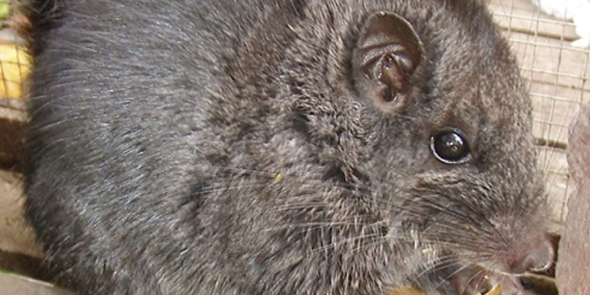 Rozătoare crezute dispărute acum 11 milioane ani, redescoperite în junglă