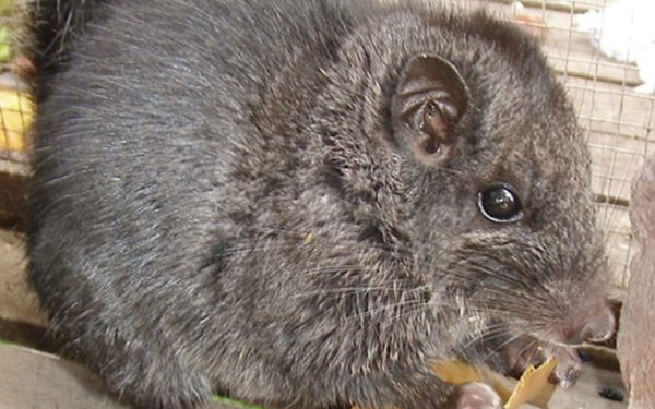 Rozătoare crezute dispărute acum 11 milioane ani, redescoperite în junglă