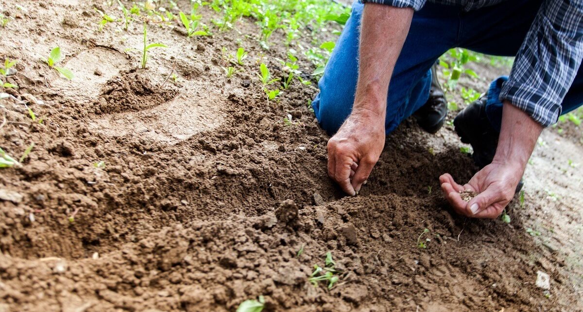 Reprezentanții sectorului agricol din România urmează să fie prezenți la Bruxelles pe data de 13 aprilie pentru a purta discuții cu oficialii Comisiei Europene despre impactul creșterii accelerate a costurilor pentru îngrășăminte asupra fermierilor europeni, inclusiv a celor români