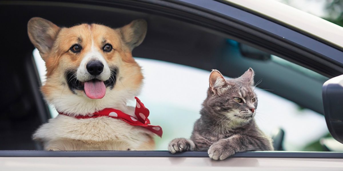 Amenzi USTURĂTOARE pentru șoferii din România: Câinele sau pisica, pericol pe scaunul din față