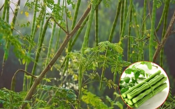 Arborele minune curăță apa de microplastice: soluția naturală înlocuiește chimicalele