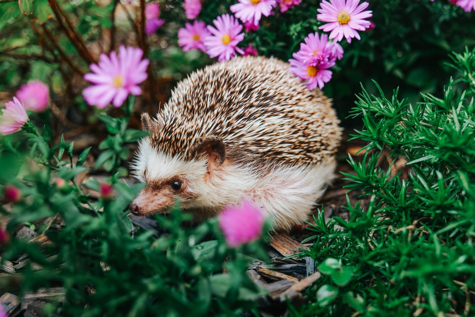 De ce ariciul salvează planeta? Un secret surprinzător