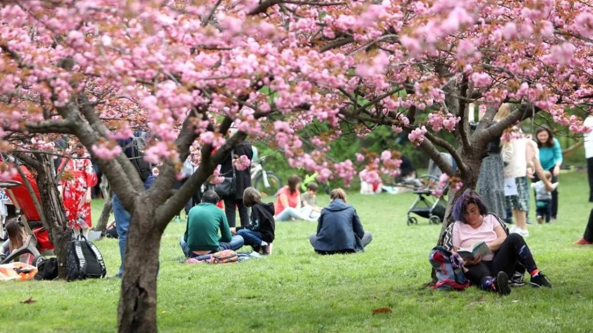 Grădină japoneză colosală la București: 85 de cireși în Herăstrău!
