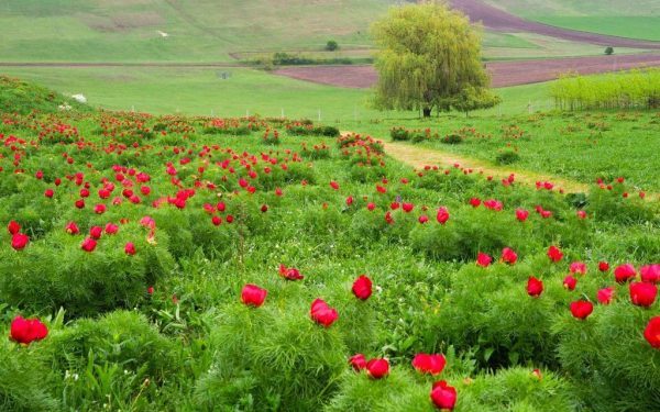 Bujorii de la Zau de Câmpie, spectacol de șapte zile: Rezervația unică în Europa!
