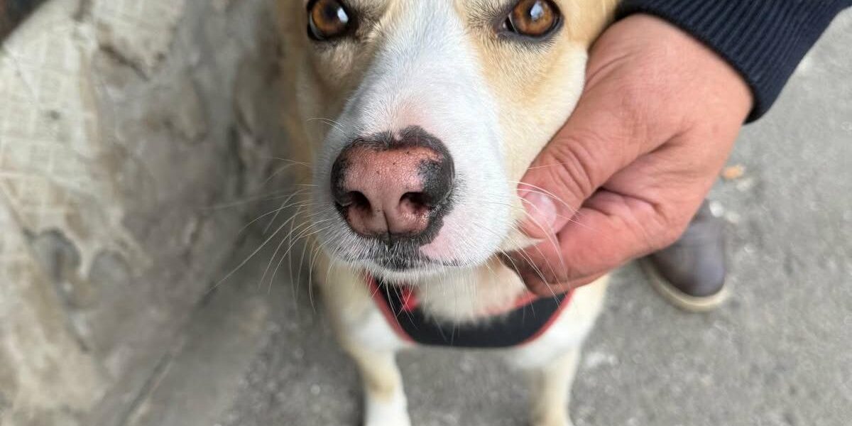 Primăria București oferă sterilizare GRATUITĂ pentru câinii fără stăpân: Cum te programezi