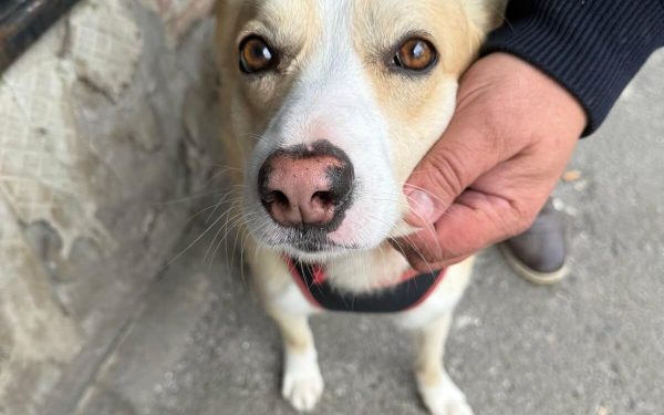 Primăria București oferă sterilizare GRATUITĂ pentru câinii fără stăpân: Cum te programezi