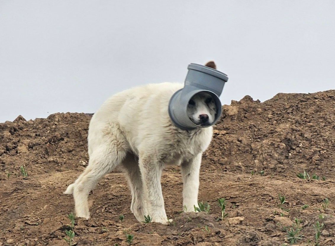 Câine disperat în Ilfov: Are capul blocat într-o țeavă de zile întregi! Protecția Animalelor, apel urgent