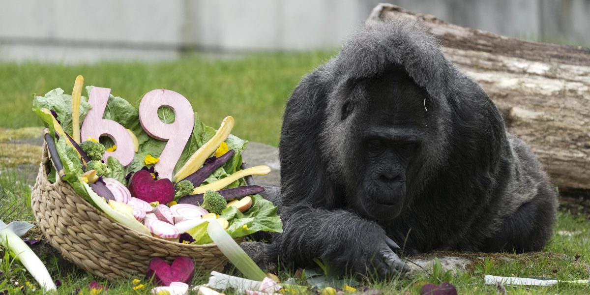 Gorila record, ziua la Berlin: Cea mai bătrână din lume a împlinit o vârstă!