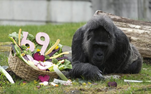 Gorila record, ziua la Berlin: Cea mai bătrână din lume a împlinit o vârstă!