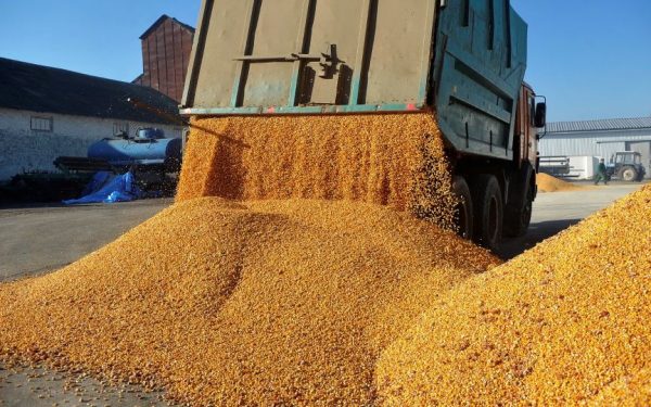 Afaceri record pentru Agropec Dionis în 2025: traderii români, pe val