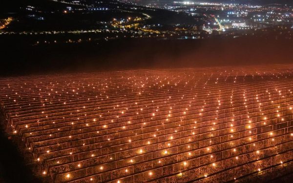 Agricultor ROMÂN, 40.000 de euro ”arși” peste noapte pentru a salva cireșele