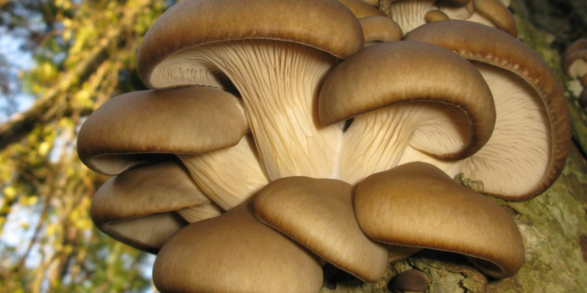 AI revoluționează agricultura: Zațul de cafea, transformat în ciuperci de Mushnomics