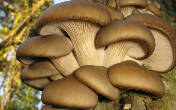 AI revoluționează agricultura: Zațul de cafea, transformat în ciuperci de Mushnomics