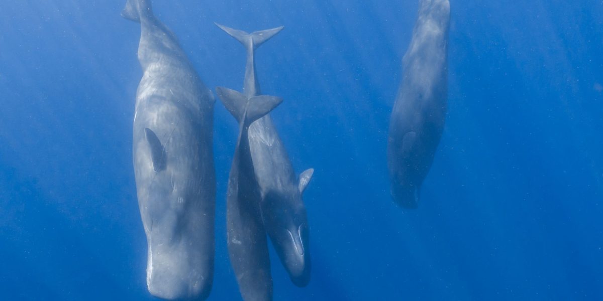 Cașaloții comunică precum oamenii: Cercetătorii au făcut o descoperire uluitoare