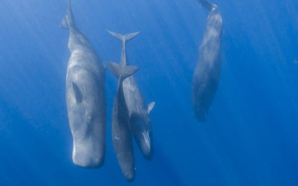 Cașaloții comunică precum oamenii: Cercetătorii au făcut o descoperire uluitoare