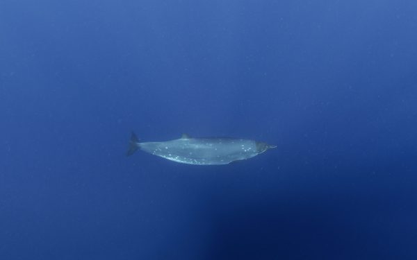 Creatură misterioasă din adâncuri, după 150 de ani: Cercetătorii, uluiți