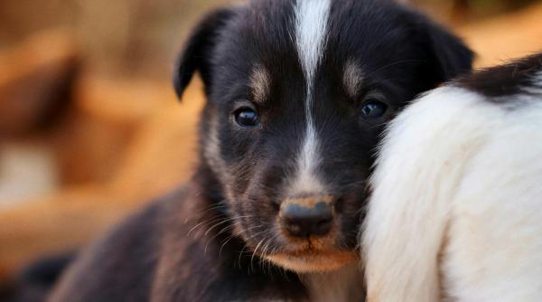 Câinele, aliat de nădejde: Cum te ajută un patruped după 50 de ani?