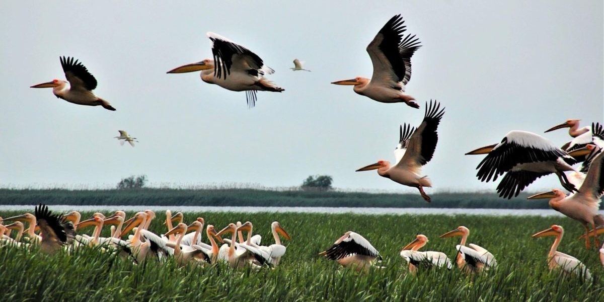 Situație critică în Delta Dunării: Ministra Mediului, verdict dur după control