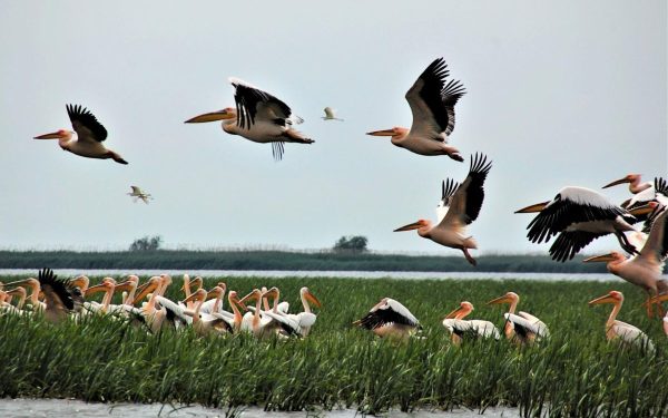 Situație critică în Delta Dunării: Ministra Mediului, verdict dur după control