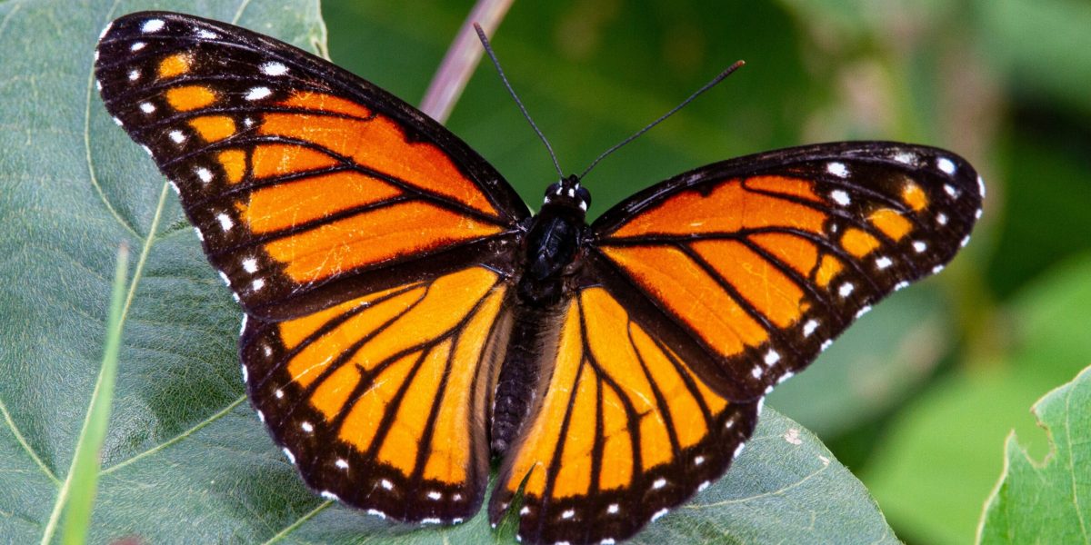 Expoziție spectaculoasă la Antipa: Fluturii, vedetele din București!