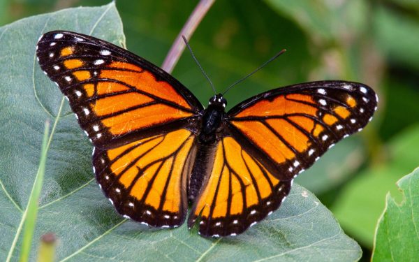 Expoziție spectaculoasă la Antipa: Fluturii, vedetele din București!