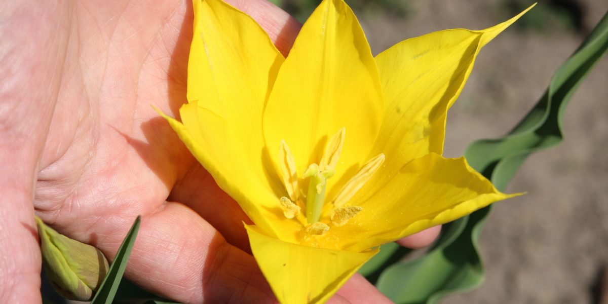 Floare Rară în Cazanele Dunării: Un Spectacol Natural Unic