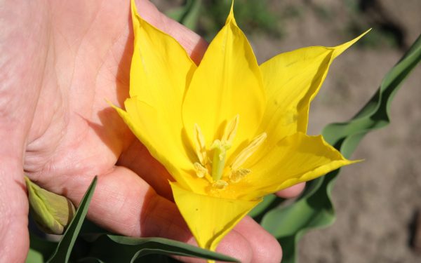 Floare Rară în Cazanele Dunării: Un Spectacol Natural Unic