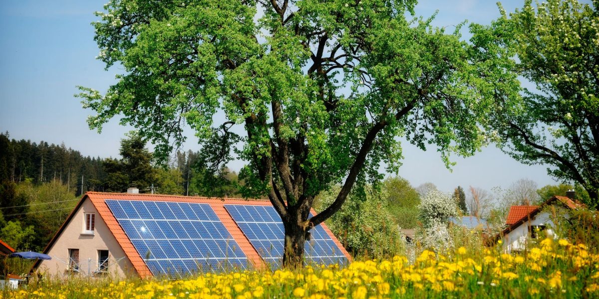Lemnul solar care produce energie și noaptea: Invenție revoluționară