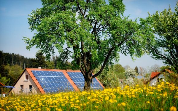 Lemnul solar care produce energie și noaptea: Invenție revoluționară